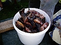 Bild-209