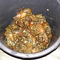 2006-Fiske